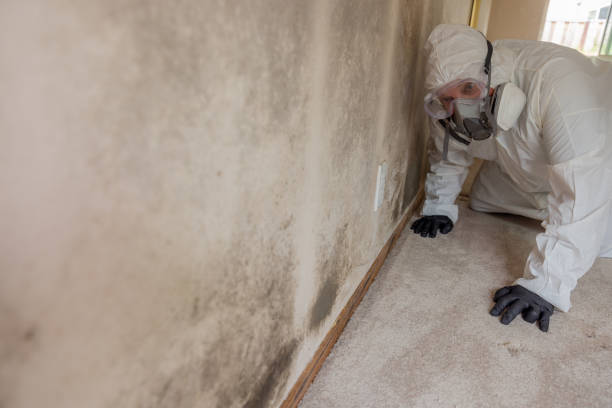 Best Mold Prevention Services  in Brewster, WA